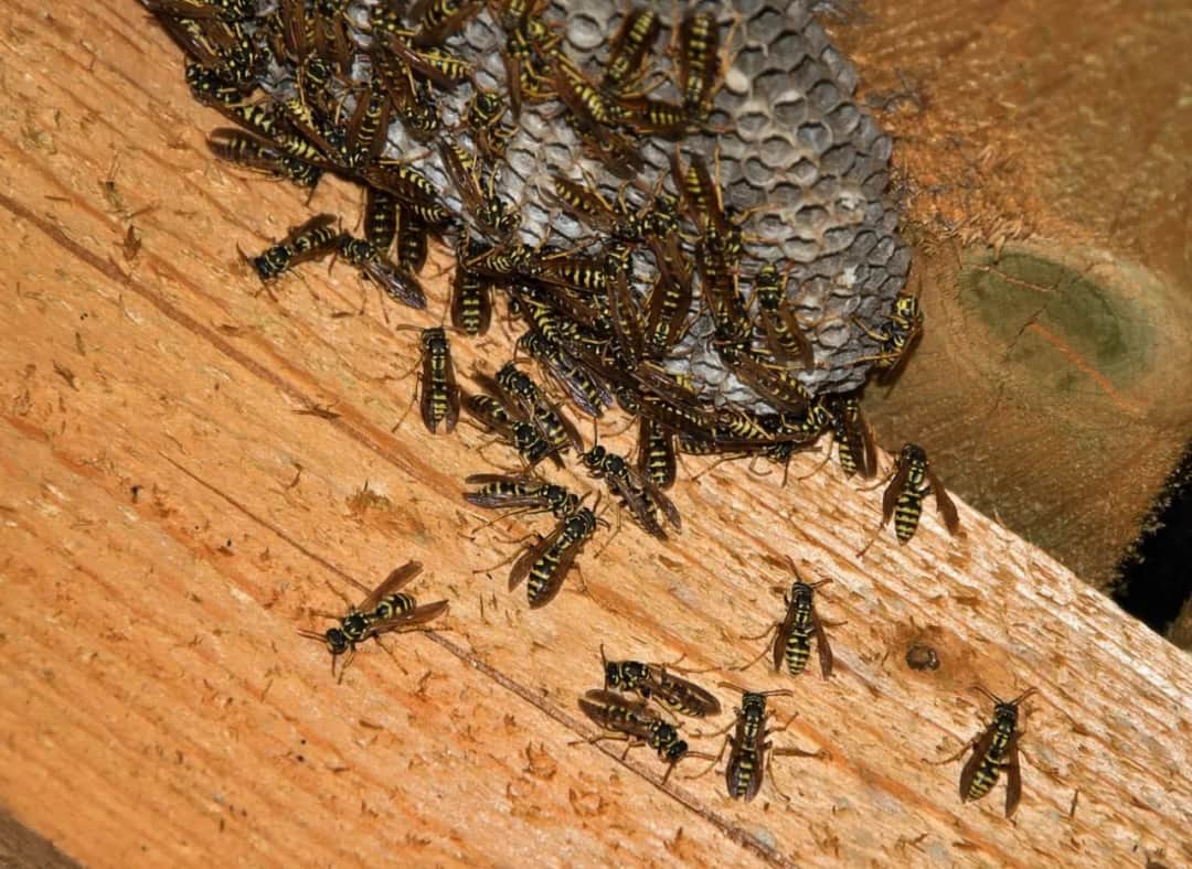Jak pozbyć się os z tarasu - skuteczne metody i porady na latające szkodniki